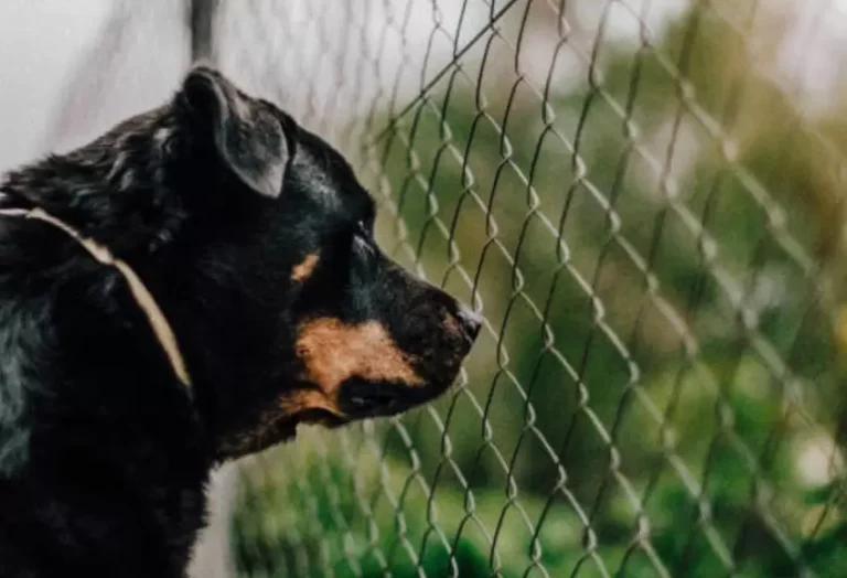 menor_de_7_anos_murio_tras_ser_atacado_por_un_grupo_de_perros_su_madre_permanece_en_la_uci.jpg