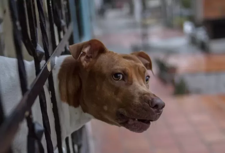 nina_acabo_con_su_rostro_destruido_luego_de_que_acariciara_un_perro_2.jpg
