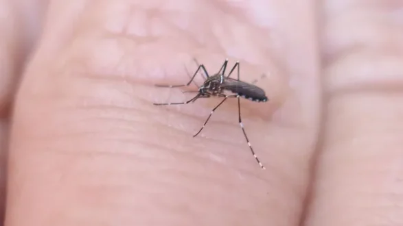 mosquitosjpg