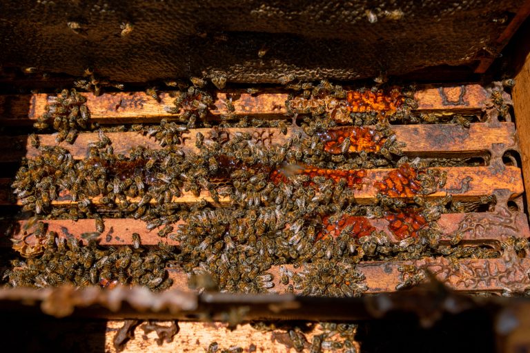 Día de las Abejas