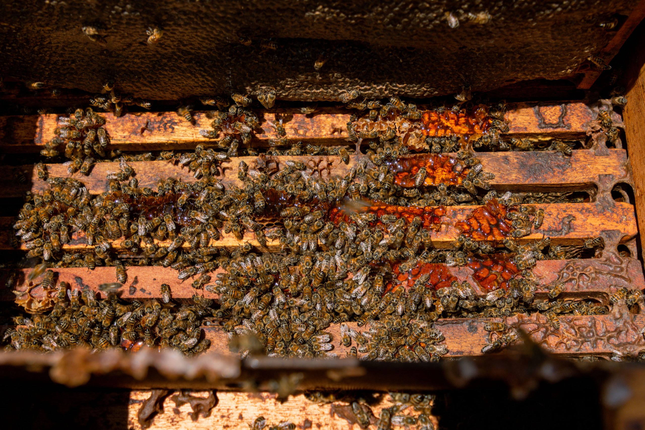 Día de las Abejas