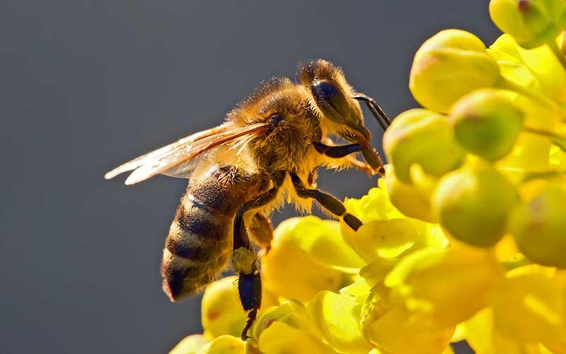 abeja_156_orig